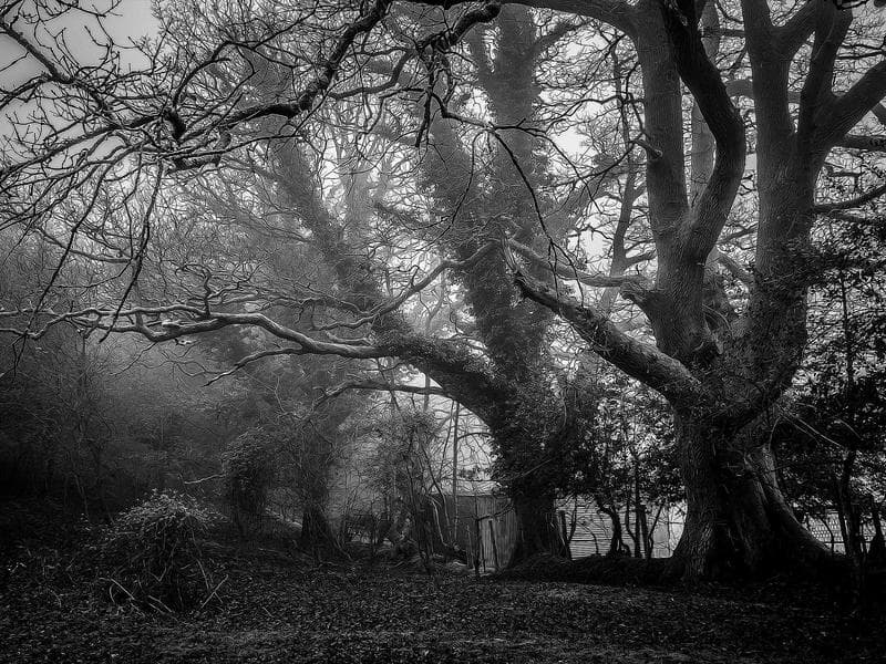 Seasonal Phenomena