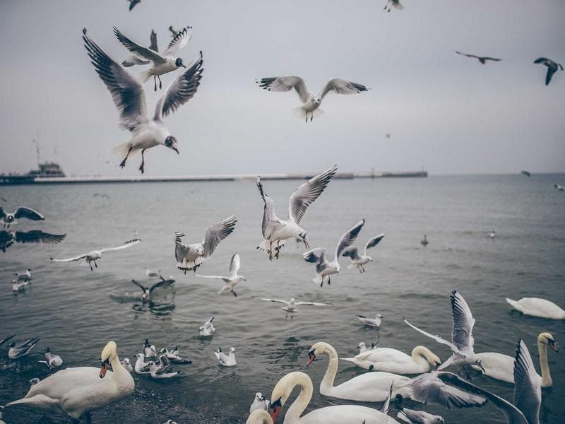 Wildlife Viewing
