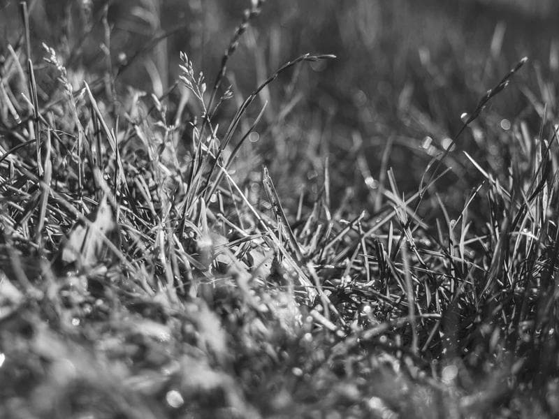 Seasonal Phenomena