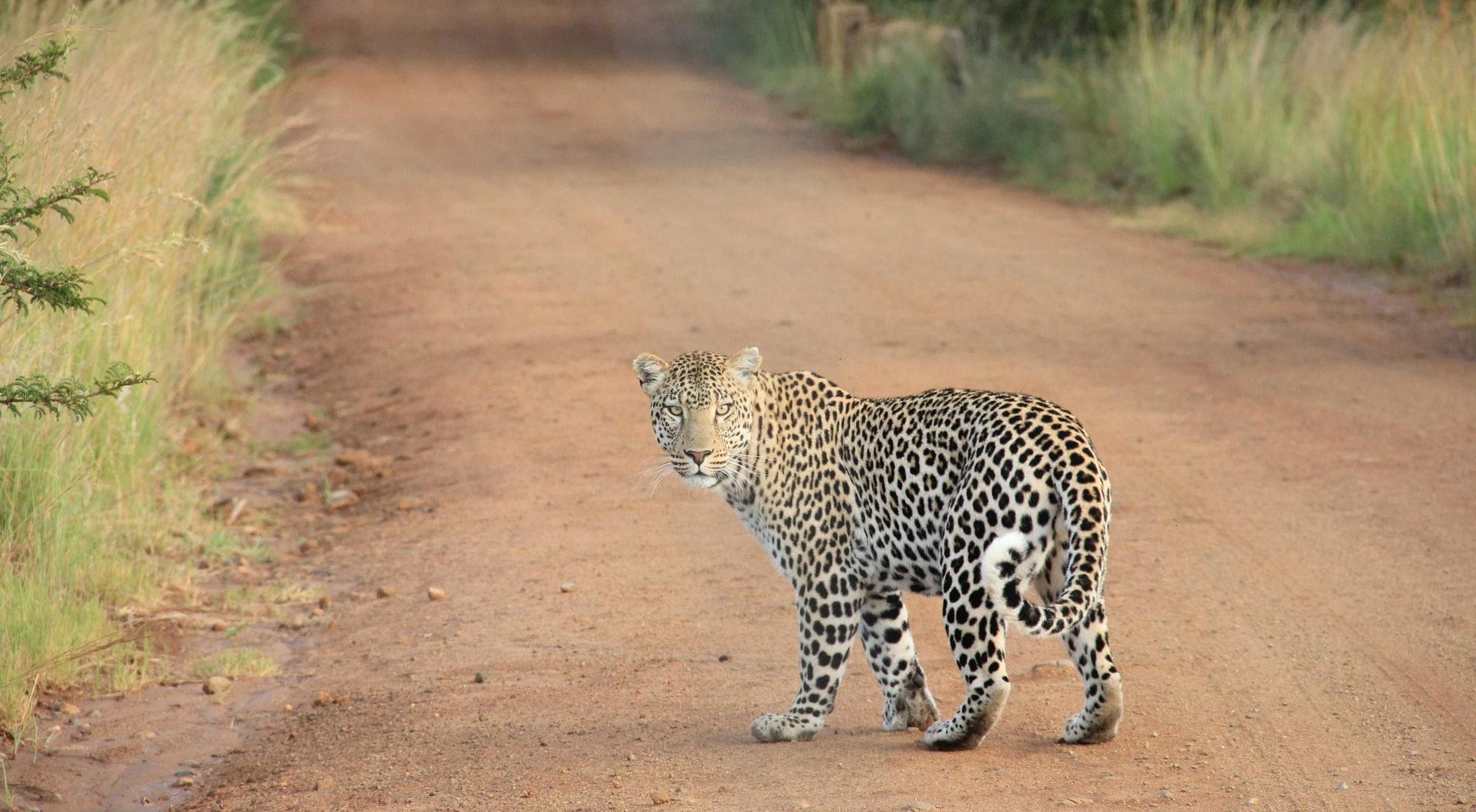 Wildlife Viewing in Sudbury